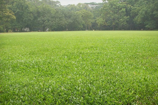 茅草种子