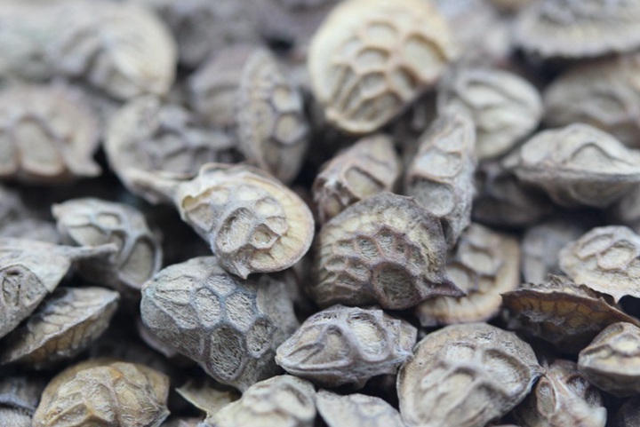 红豆草种子