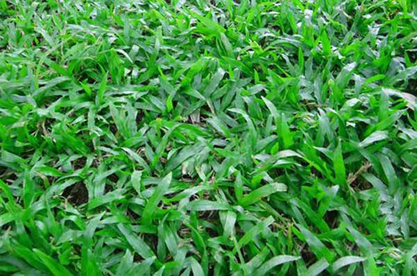 大叶油草草坪