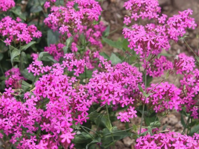 野花组合