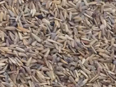 翠菊