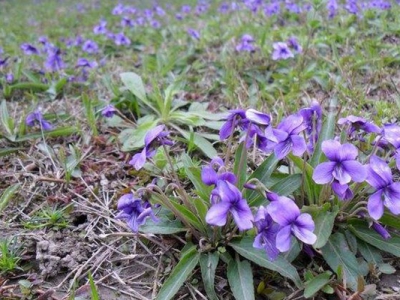 紫花地丁