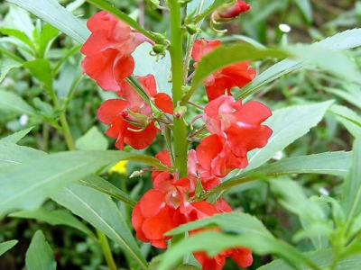 凤仙花