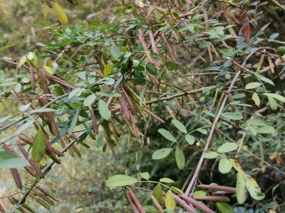 马棘