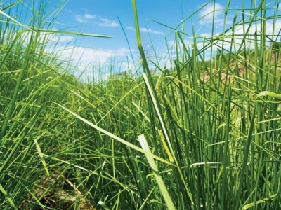 香根草