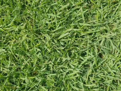 夏威夷草