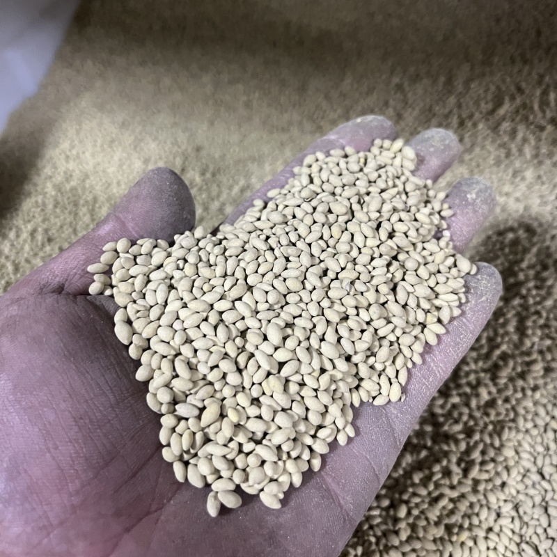 包衣高羊茅2.jpg