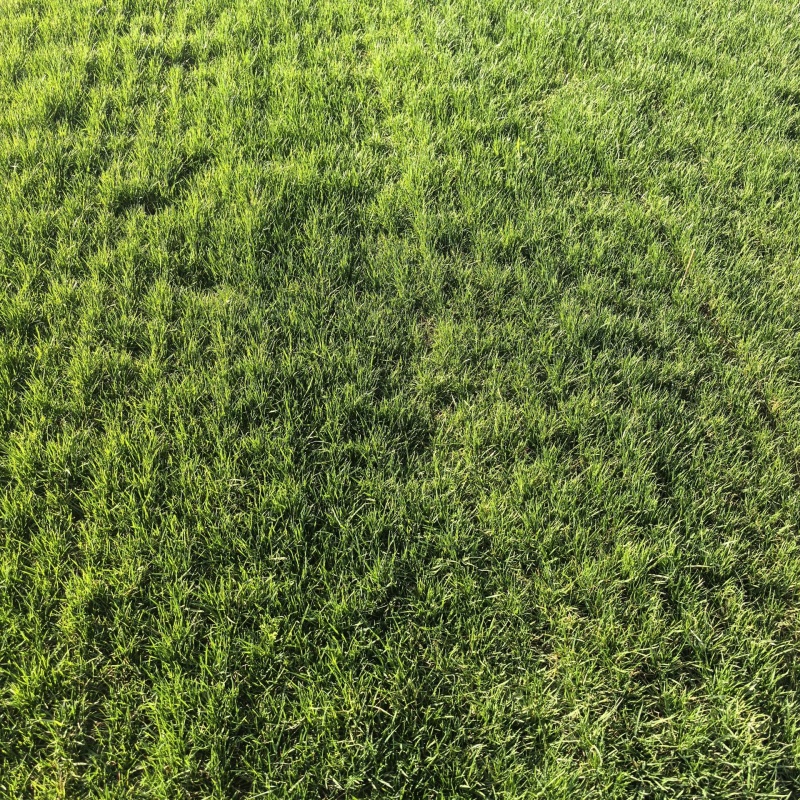 高羊茅2.jpg