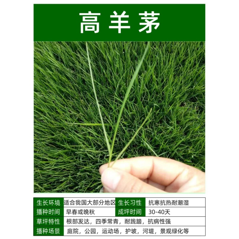 高羊茅3.jpg