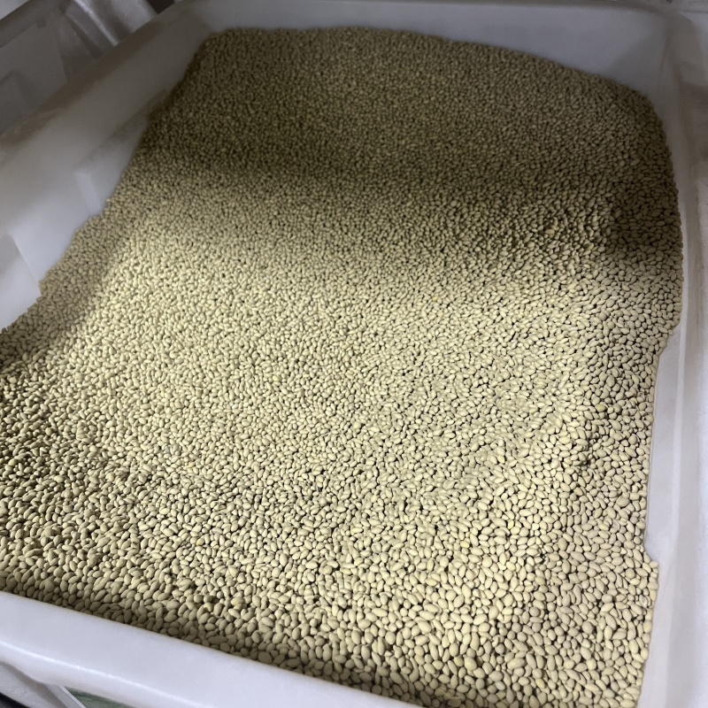 包衣高羊茅1.jpg