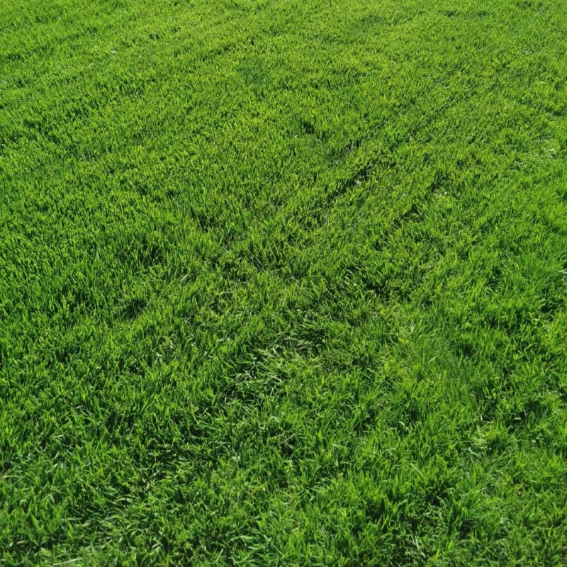 高羊茅4.jpg
