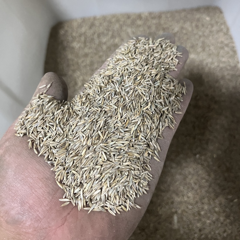 高羊茅22.jpg