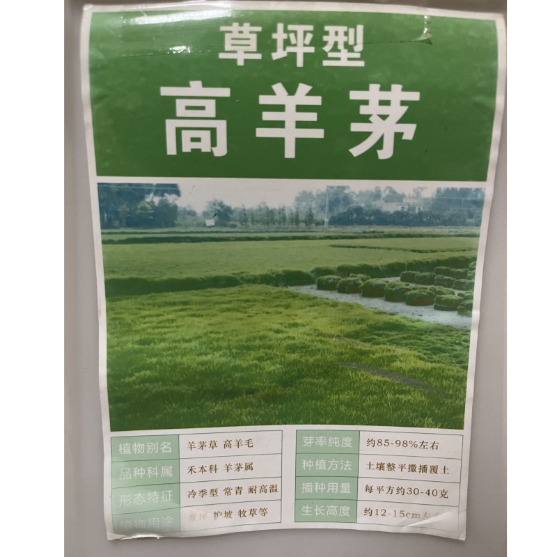 高羊茅.jpg