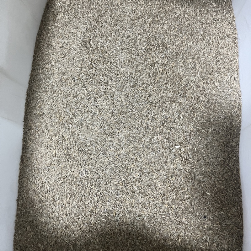 高羊茅11.jpg