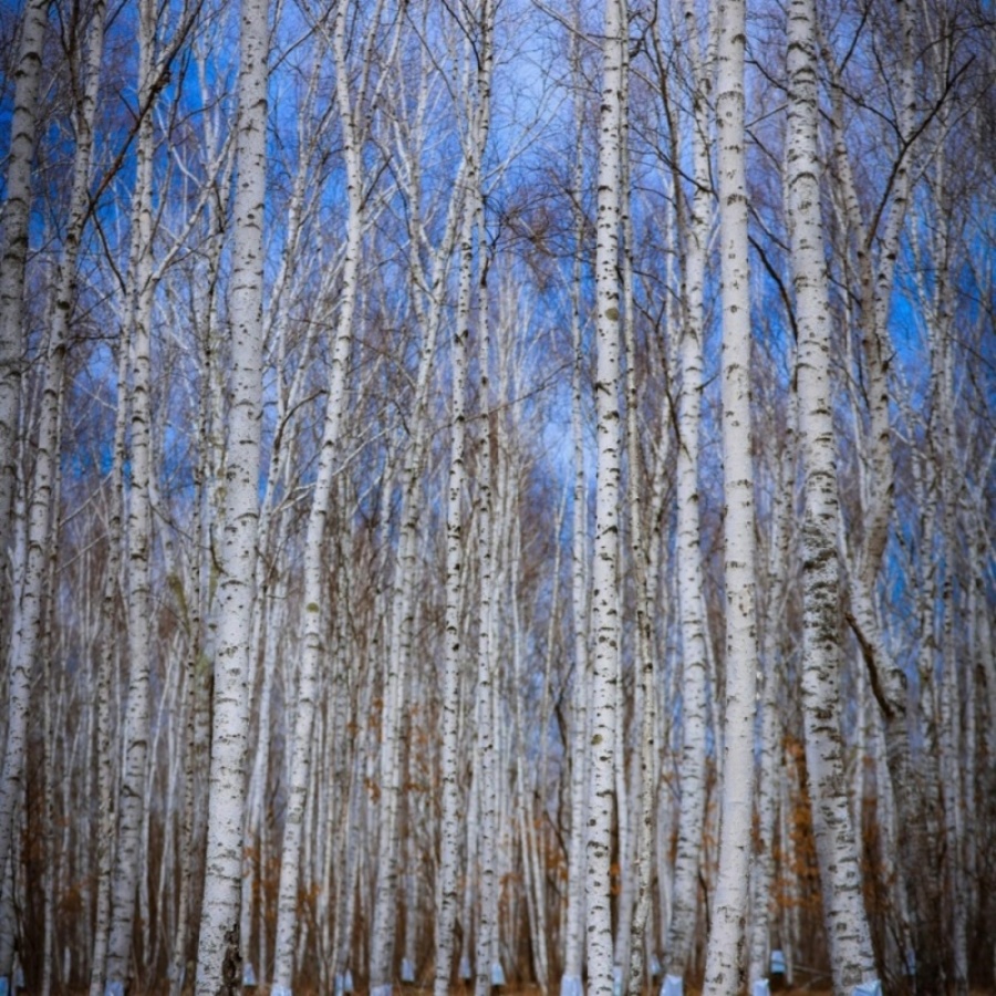 白桦4.jpg