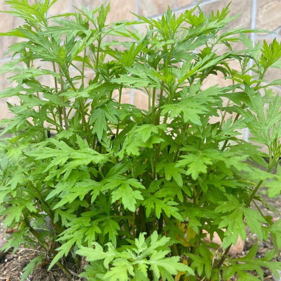 艾草4.jpg