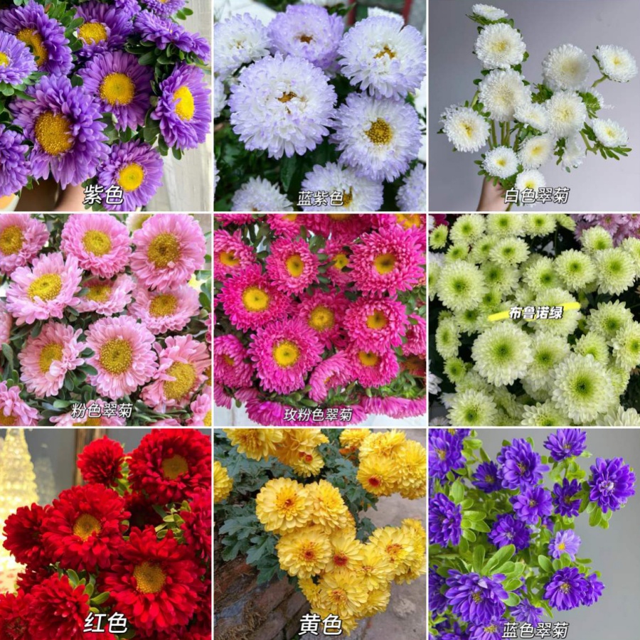 矮杆重瓣翠菊5.jpg
