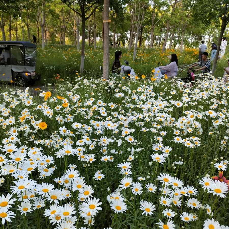 白晶菊5.jpg