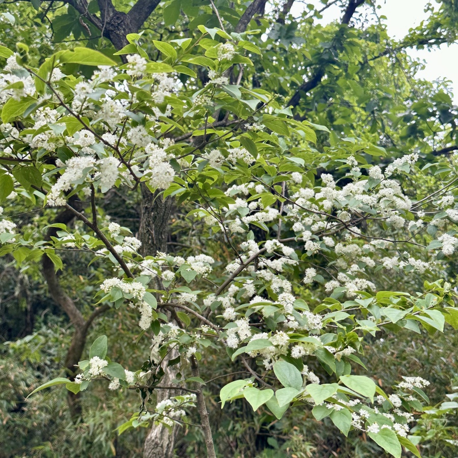 白檀5.jpg