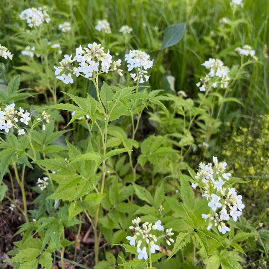 百花菜籽4.jpg