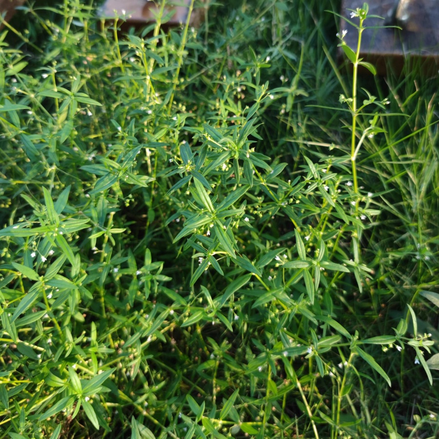 白花蛇舌草3.jpg