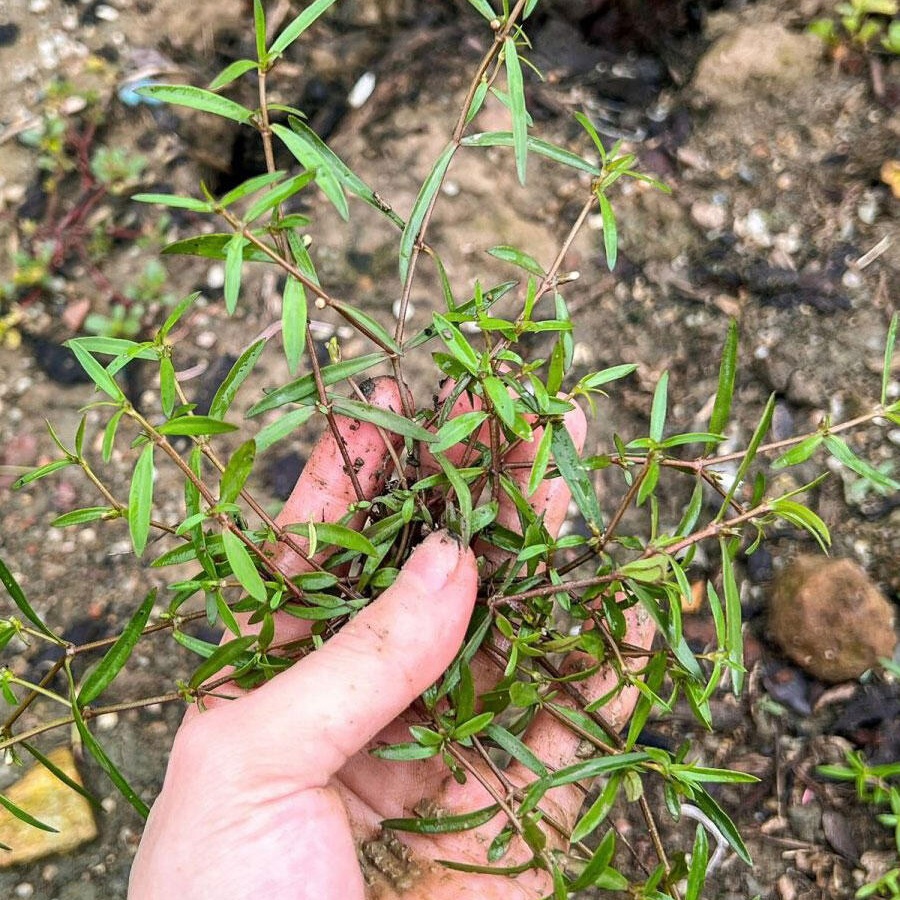 白花蛇舌草4.jpg