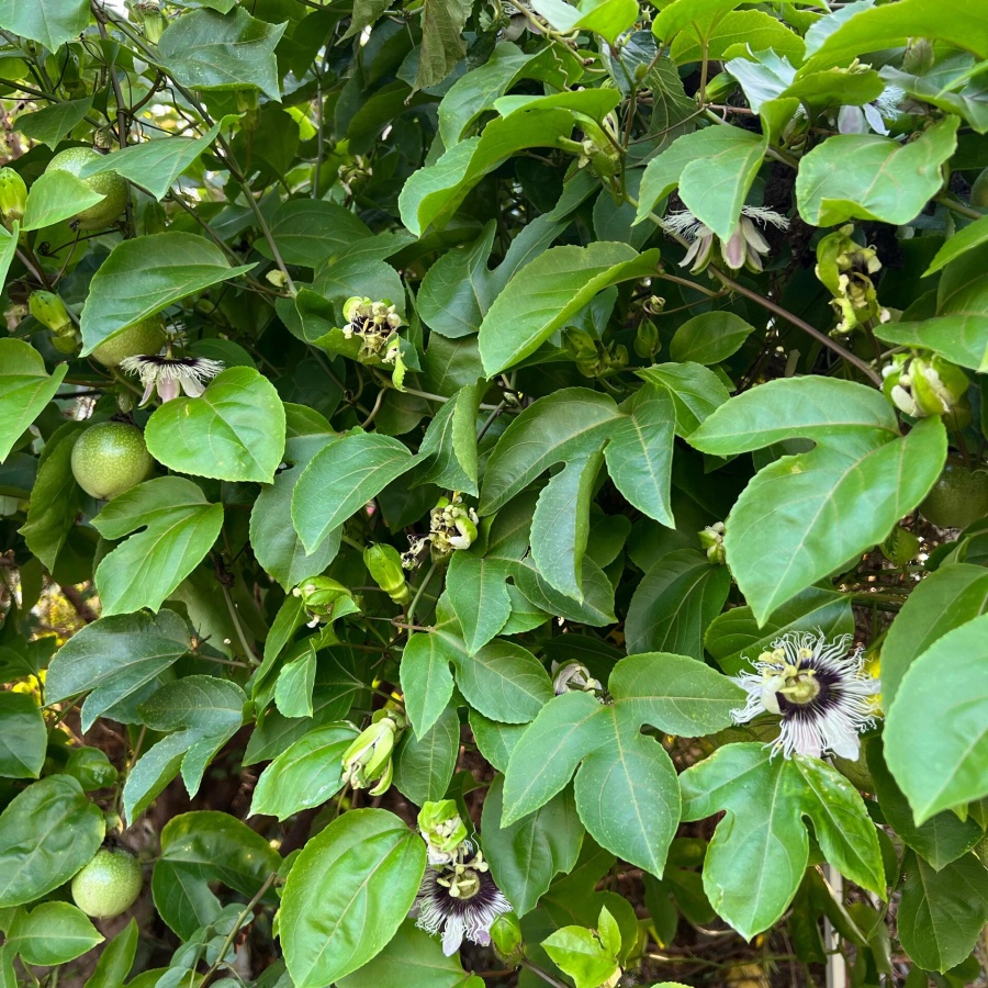 百香果5.jpg