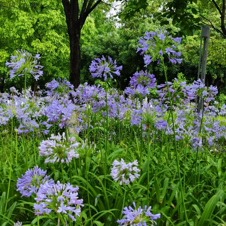 百子蓮6.jpg