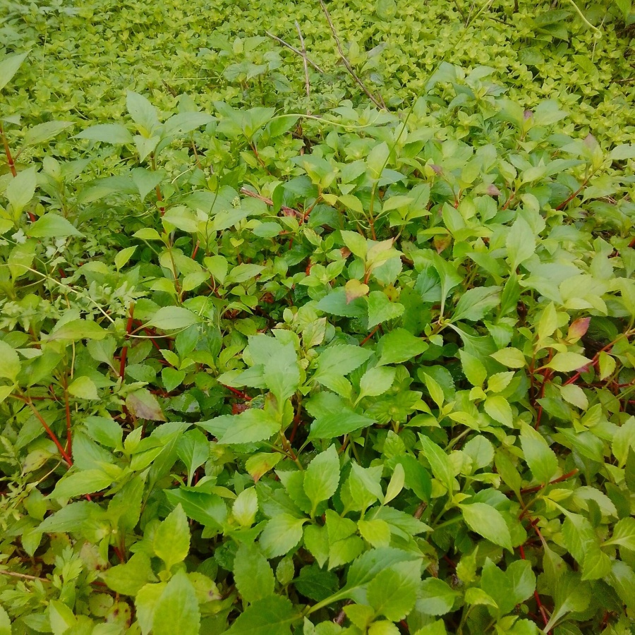 敗醬草5.jpg