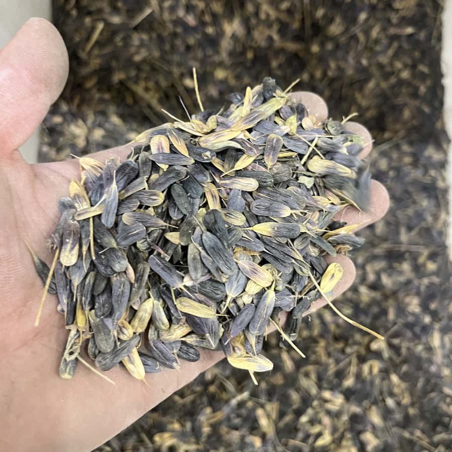 板藍根2.jpg