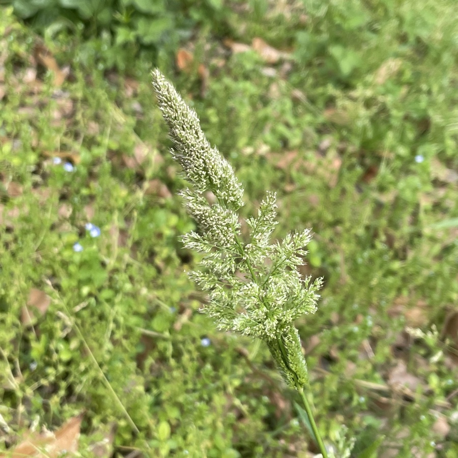 棒棒草3.jpg