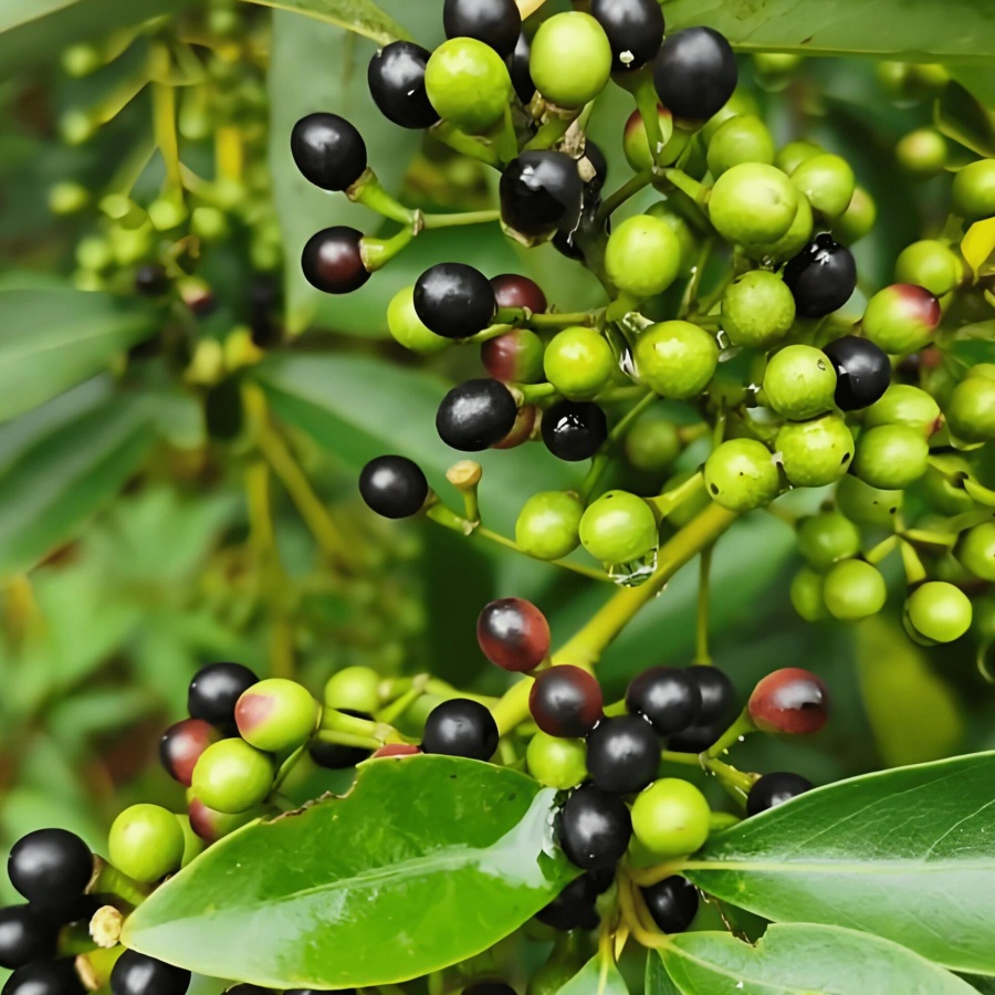 毕橙茄3.jpg