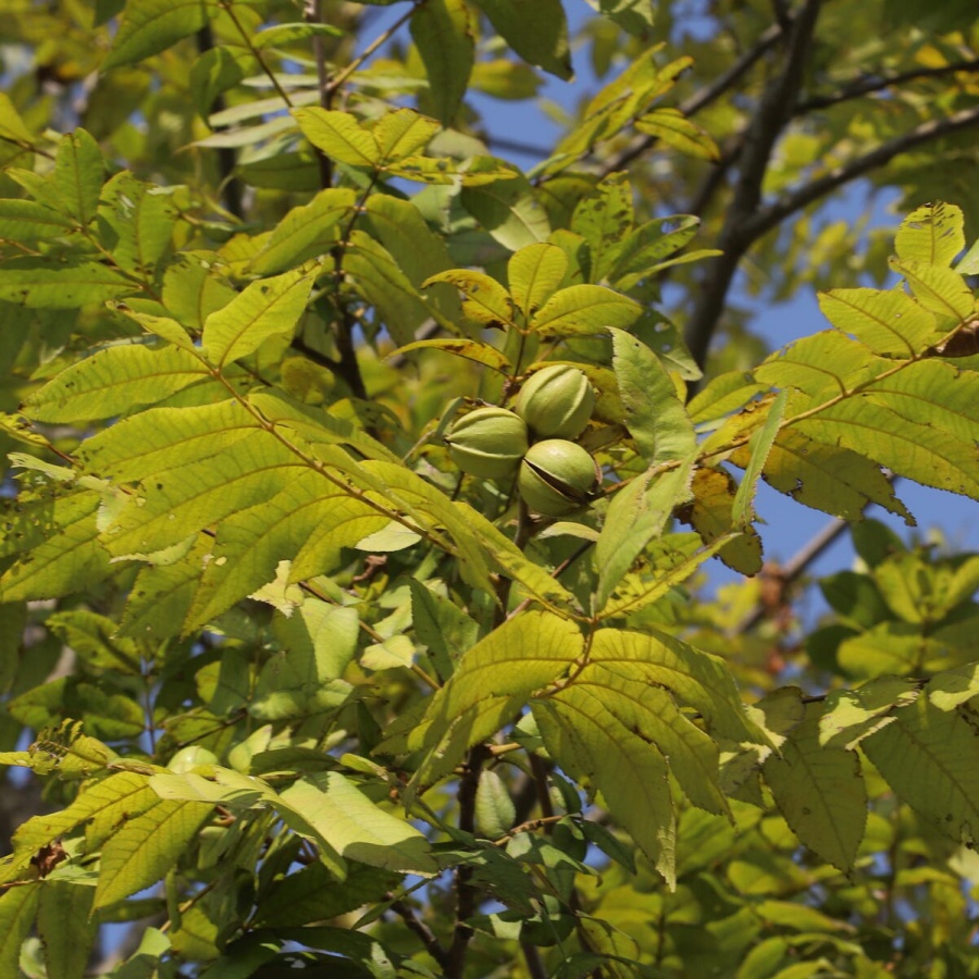 碧根果6.jpg