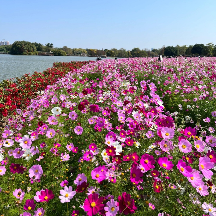 波斯菊混色5.jpg