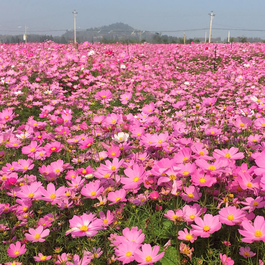 矮杆粉色波斯菊4.jpg