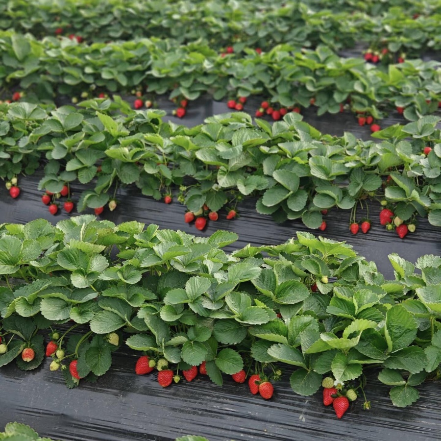 紅草莓7.jpg