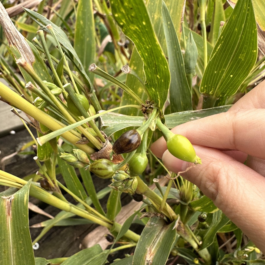 草珠子4.jpg