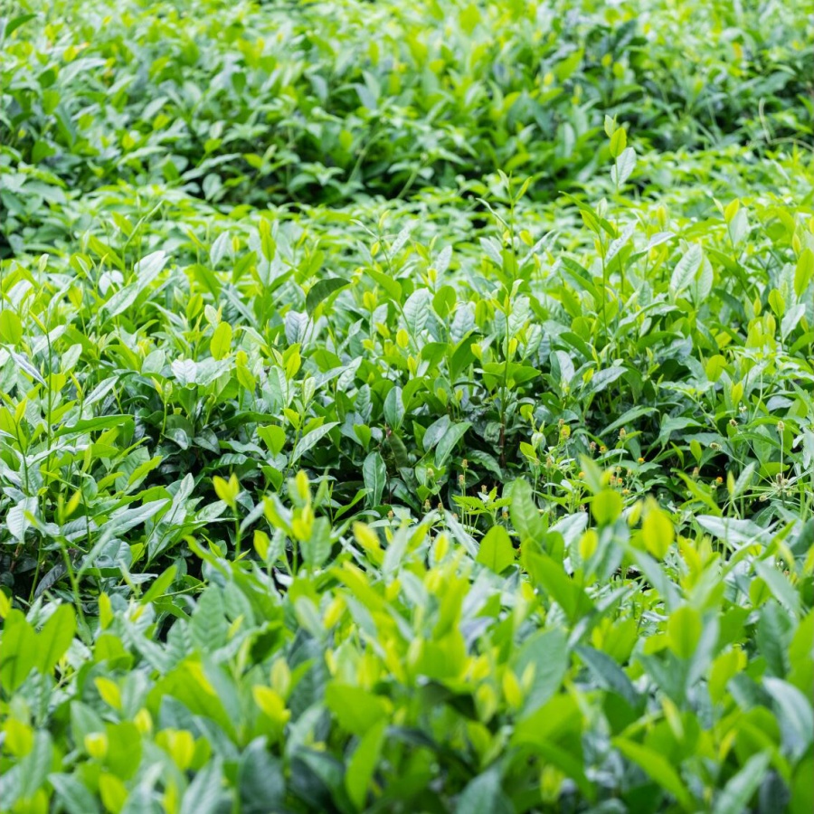 茶樹4.jpg