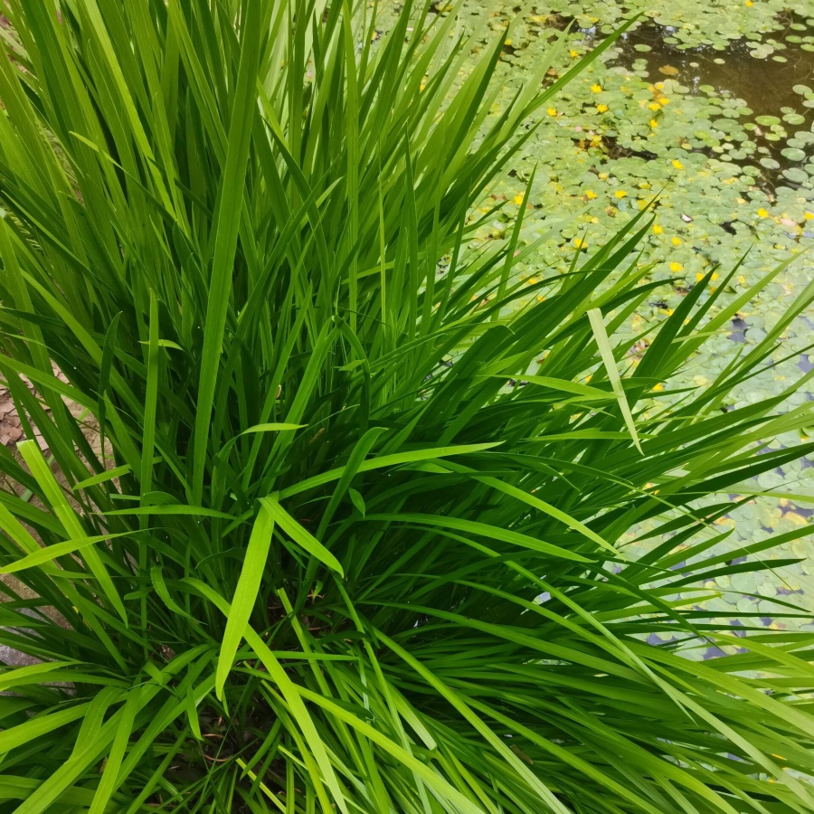 菖蒲5.jpg