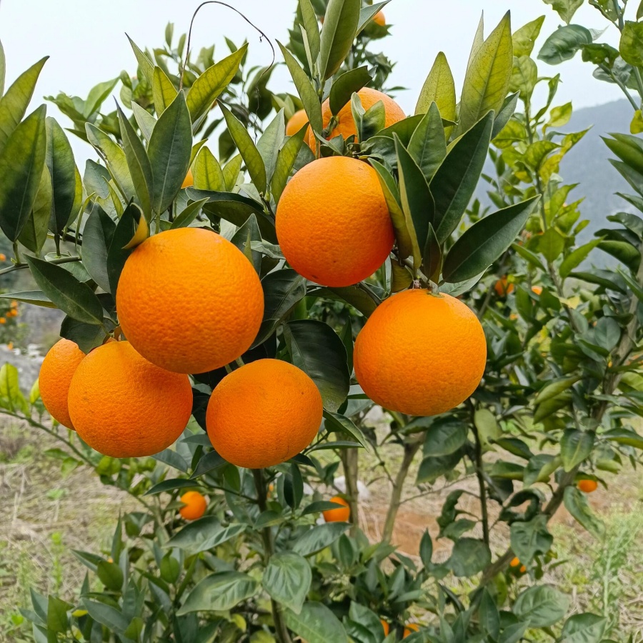 橙子12.jpg