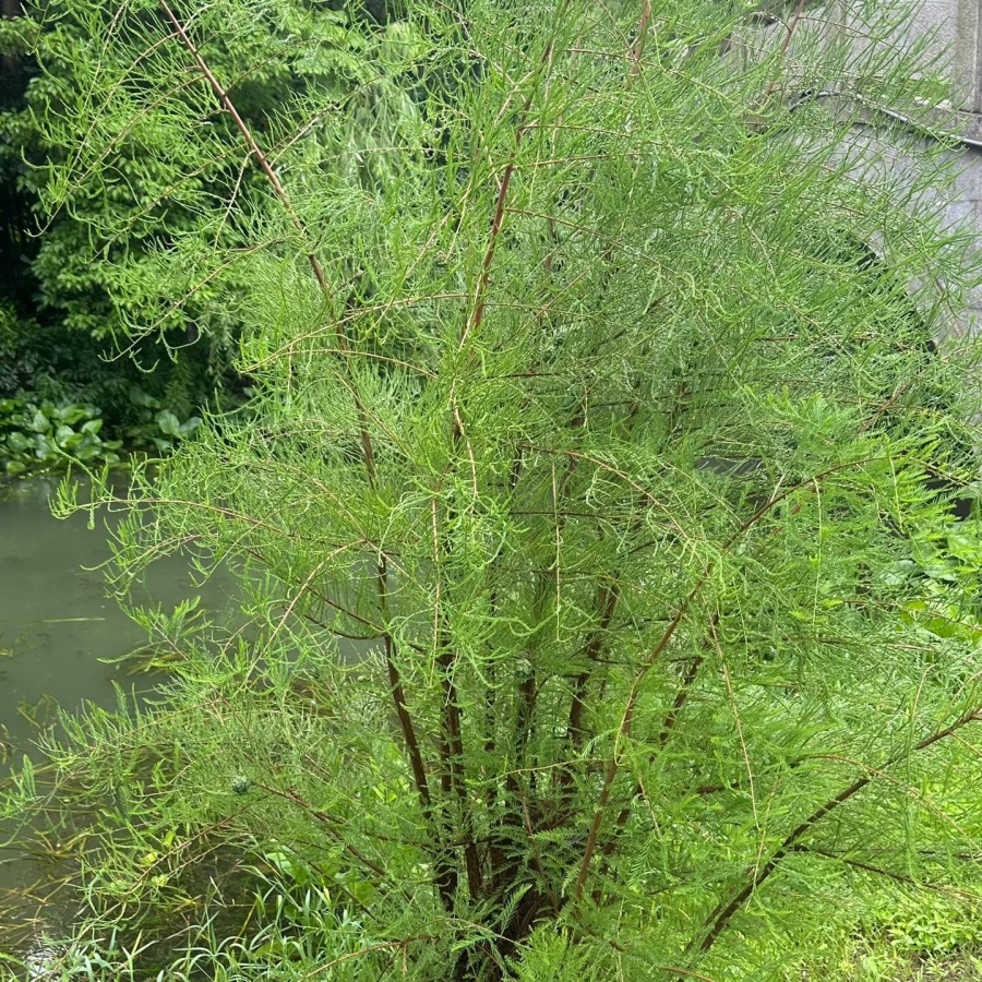 池杉5.jpg