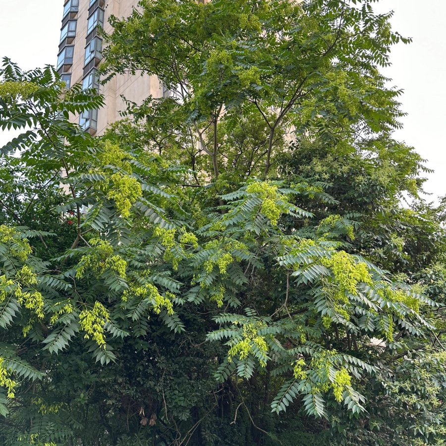 臭椿8.jpg