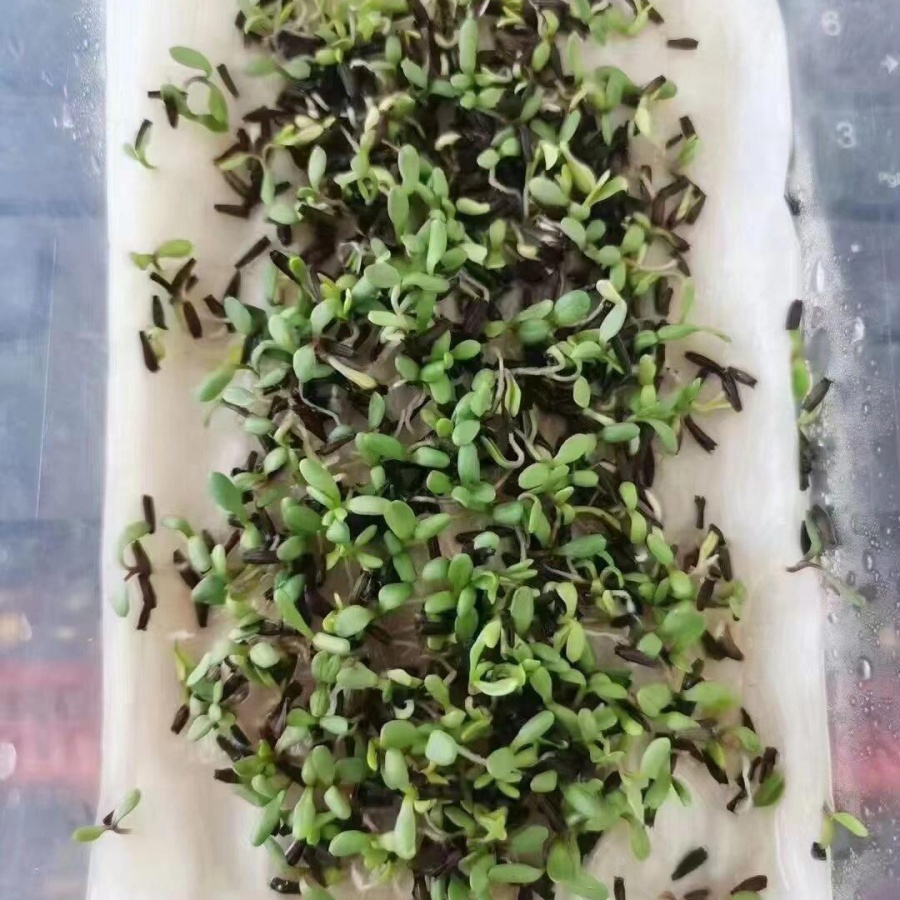 除虫菊7.jpg