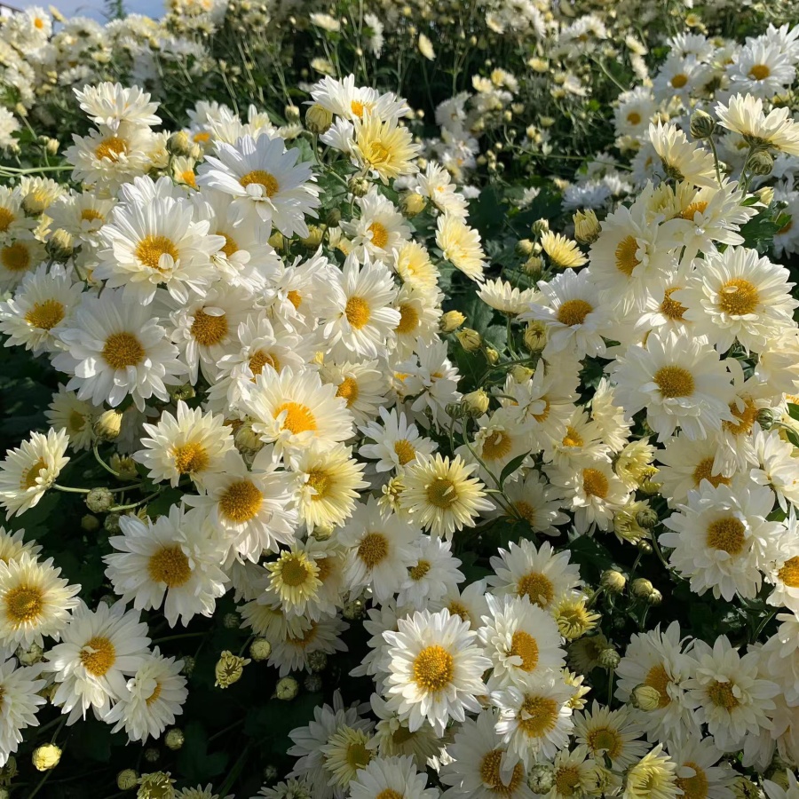 多年生春白菊6.jpg