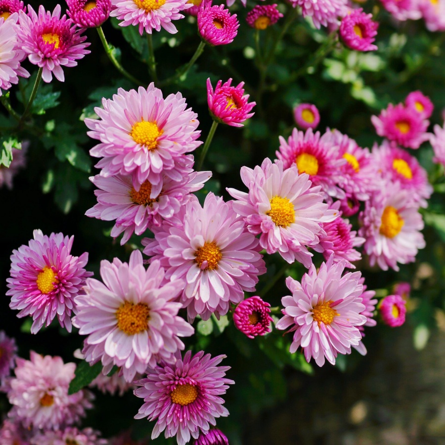 翠菊3.jpg