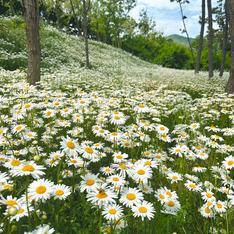 大滨菊5.jpg