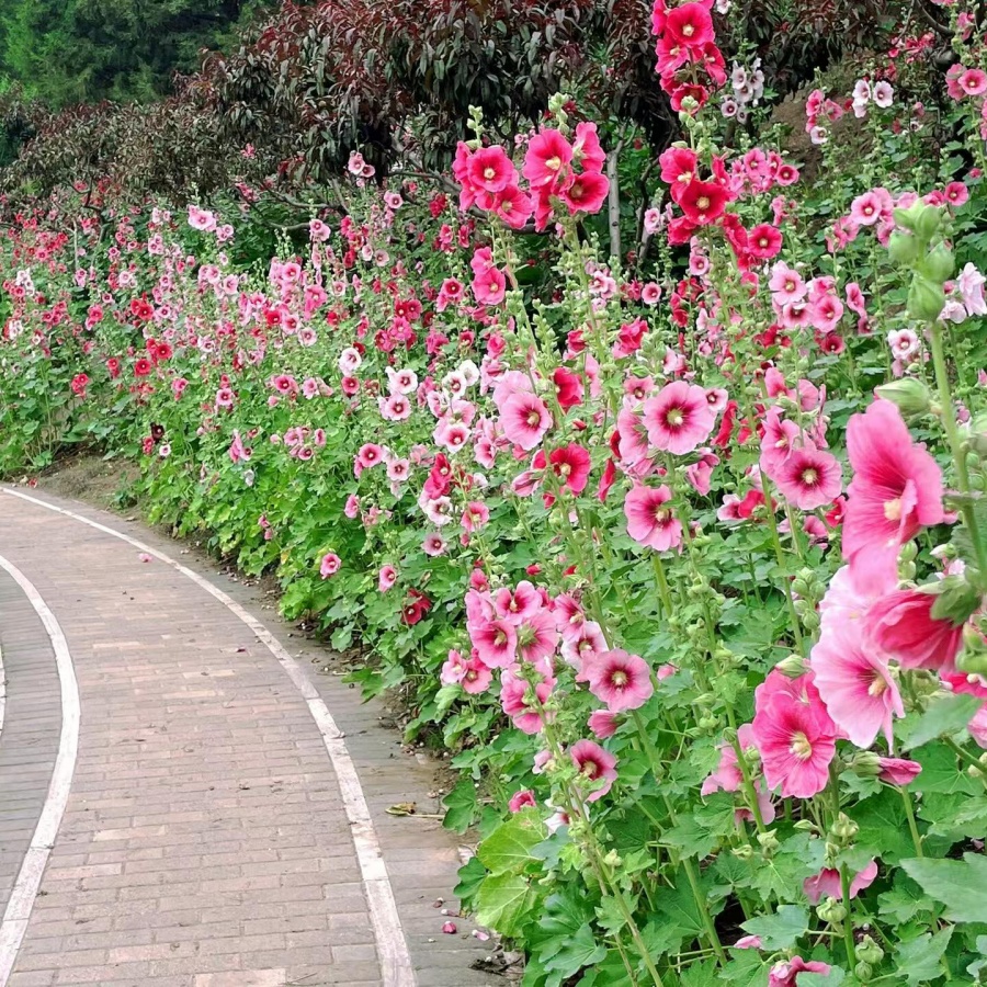 单瓣蜀葵混色7.jpg