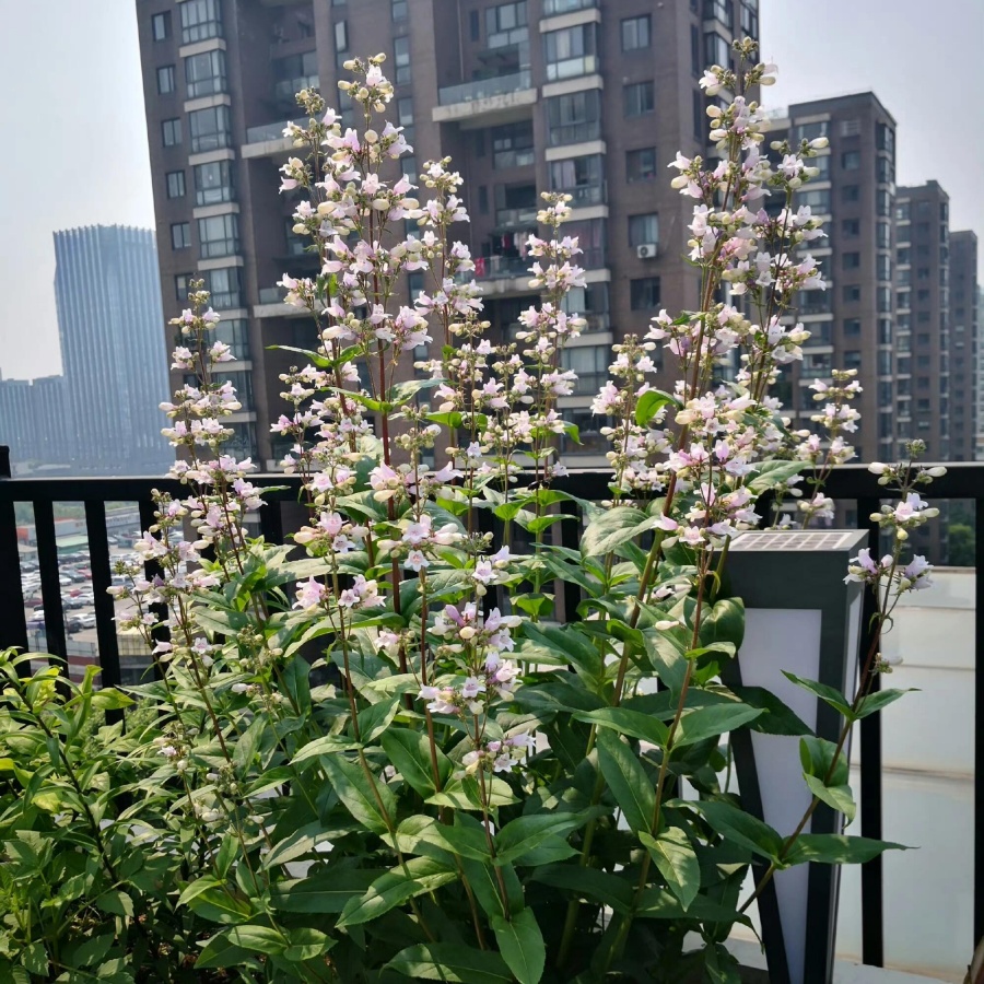 吊钟柳4.jpg
