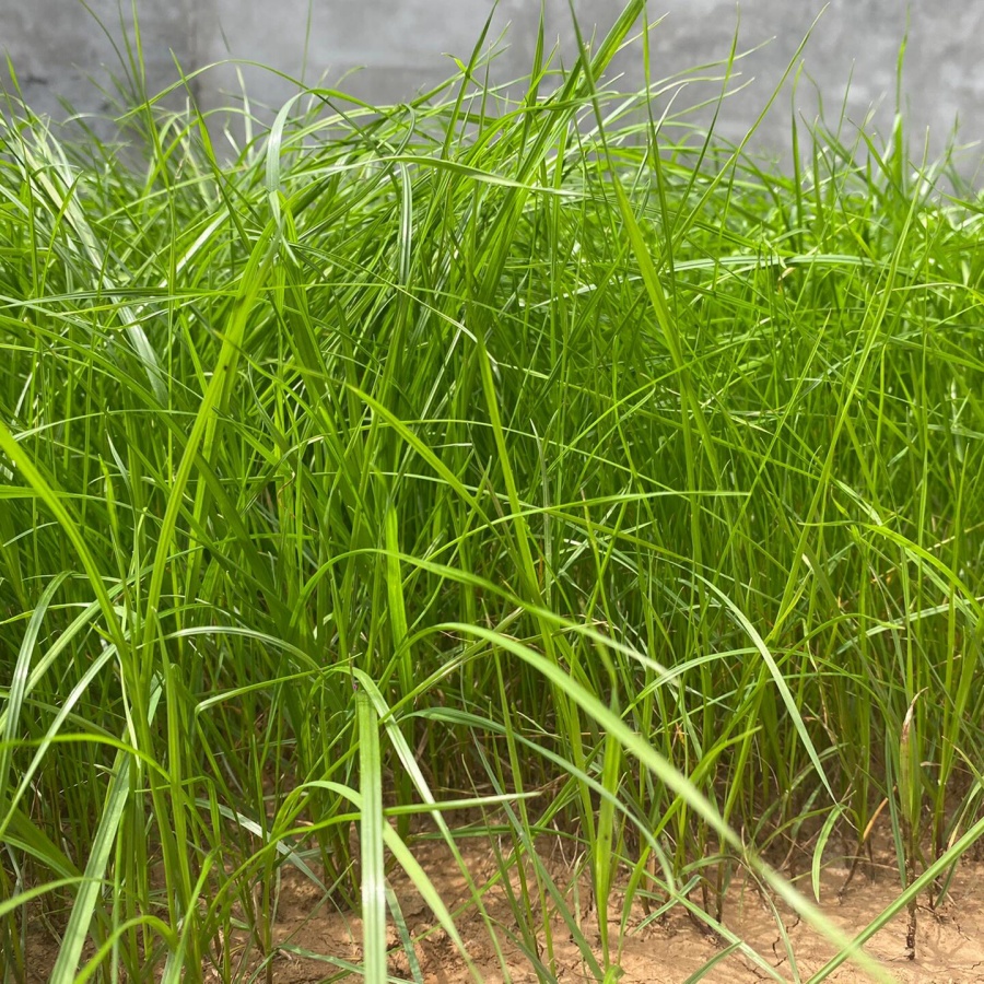 冬牧70黑麦9.jpg