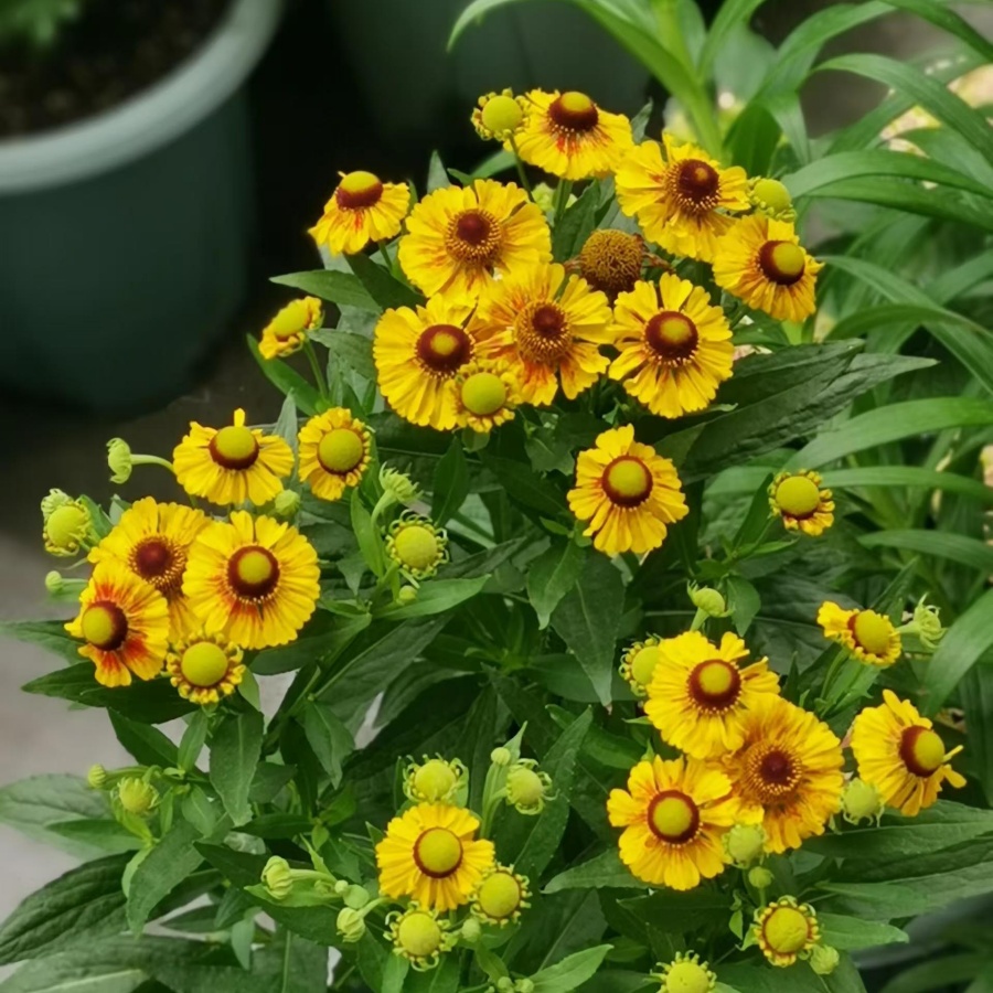 堆心菊4.jpg